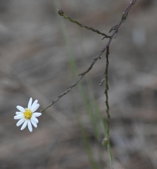Symphyotrichum adnatum