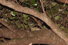 Rhacodactylus leachianus