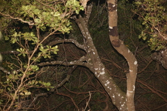 Rhacodactylus leachianus