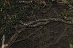 Rhacodactylus leachianus