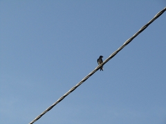 Progne chalybea