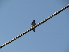 Progne chalybea