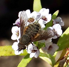 Conophorus nigripennis