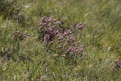 Erica cooperi
