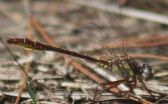 Phanogomphus cavillaris