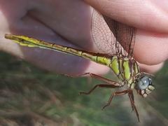 Phanogomphus cavillaris