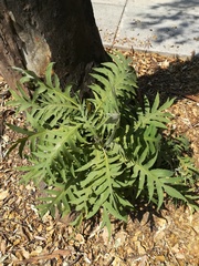 Bocconia arborea