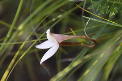 Brownleea macroceras