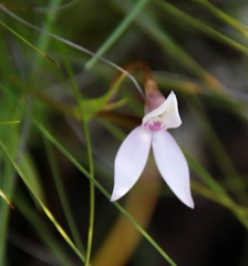Brownleea macroceras
