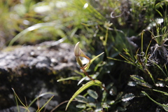 Brownleea macroceras