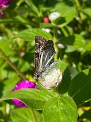 Chiomara