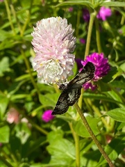 Chiomara