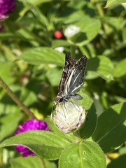 Chiomara