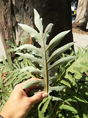 Bocconia arborea