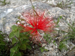 Calliandra hirsuta