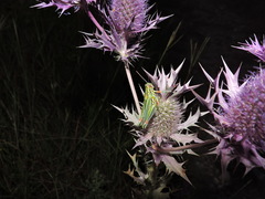 Hesperotettix viridis