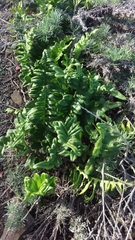 Polypodium scouleri