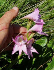 Disa crassicornis