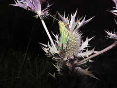 Hesperotettix viridis