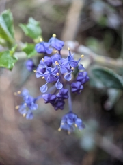 Ceanothus divergens