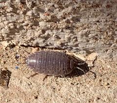 Porcellio