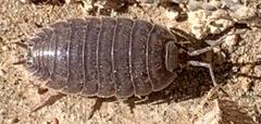 Porcellio