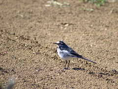 Motacilla alba