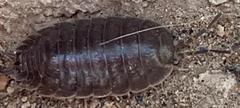 Porcellio