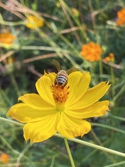 Apis mellifera