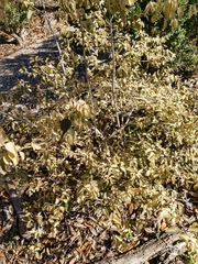 Citharexylum berlandieri