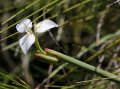Moraea albicuspa