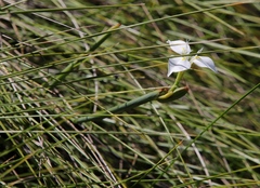 Moraea albicuspa