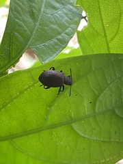 Coleoptera
