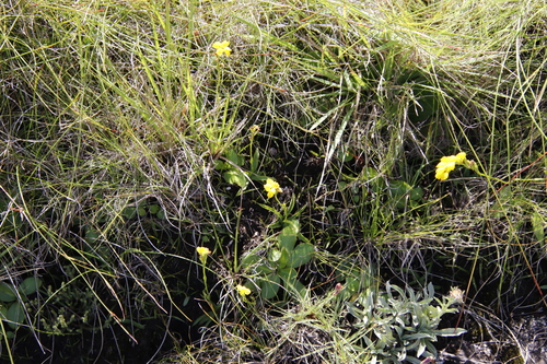 Image of Golden Splitlip Orchid (Schizochilus zeyheri) by (c) Tony Rebelo, some rights reserved (CC BY-SA)