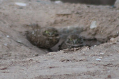 Athene cunicularia