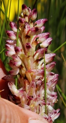 Disa fragrans