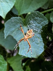 Argiope argentata