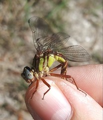 Phanogomphus cavillaris