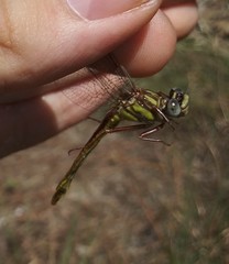 Phanogomphus cavillaris