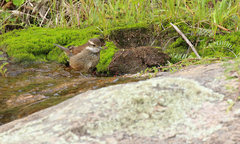 Cinclodes olrogi