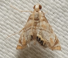 Eoparargyractis irroratalis