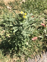 Erigeron variifolius