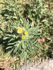 Erigeron variifolius