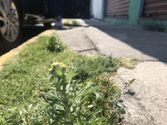 Erigeron variifolius