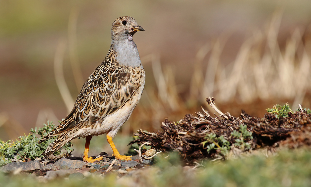 Gray-breasted Seedsnipe photo
