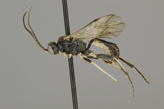 Endasys mucronatus