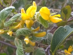 Rhynchosia reticulata