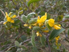 Rhynchosia reticulata