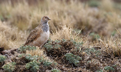 Thinocorus orbignyianus