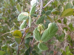 Rhynchosia reticulata